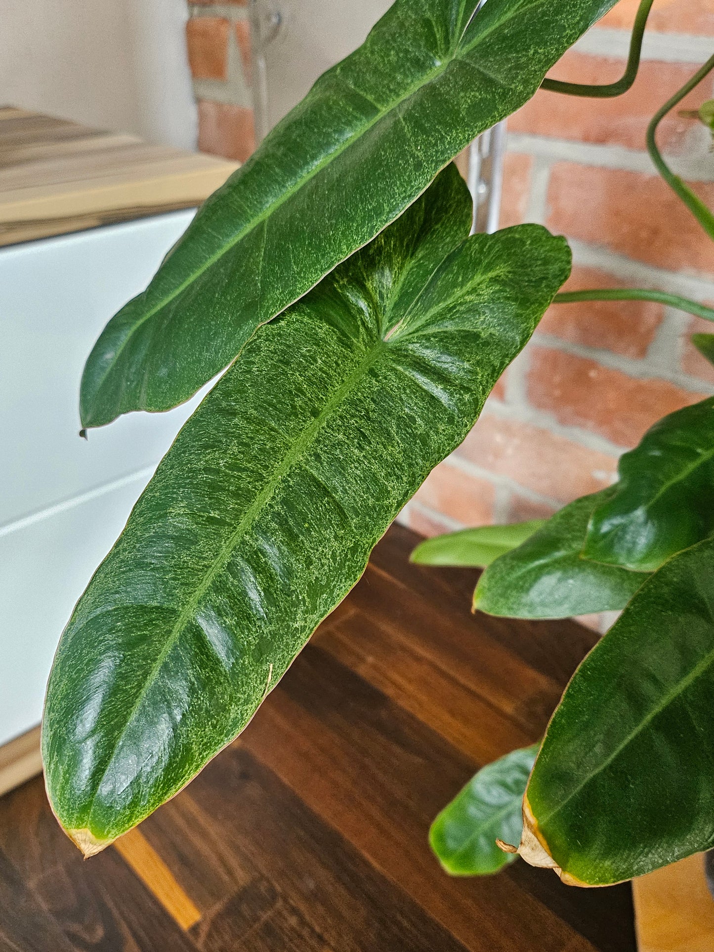 Philodendron paraiso verde große Pflanze