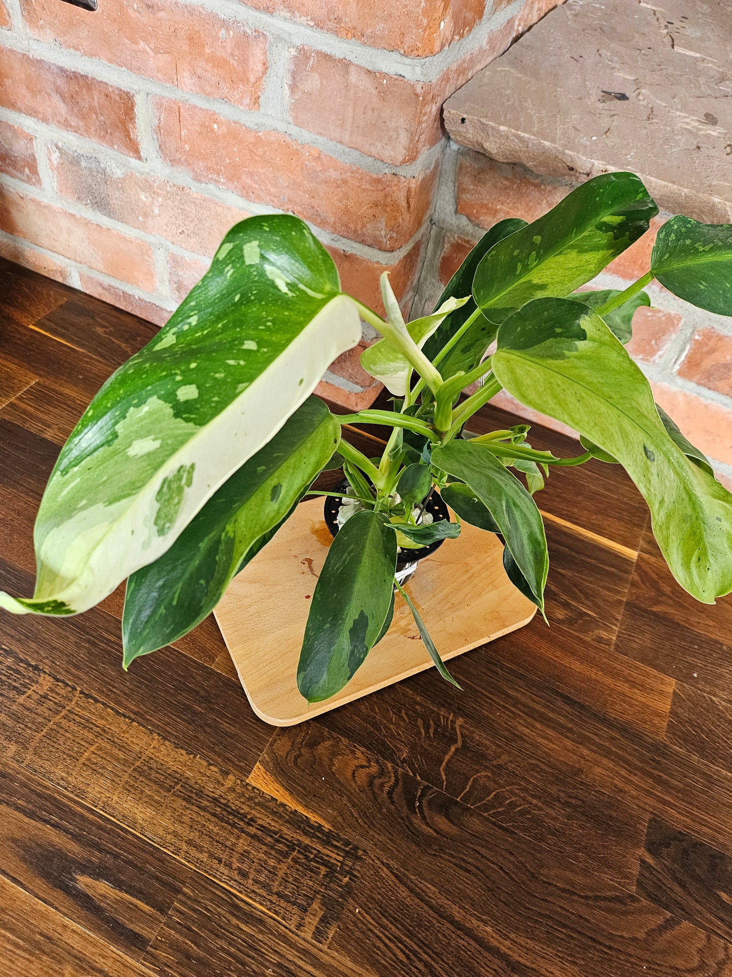 Philodendron Jose Buono Pflanze mit toller Panaschierung