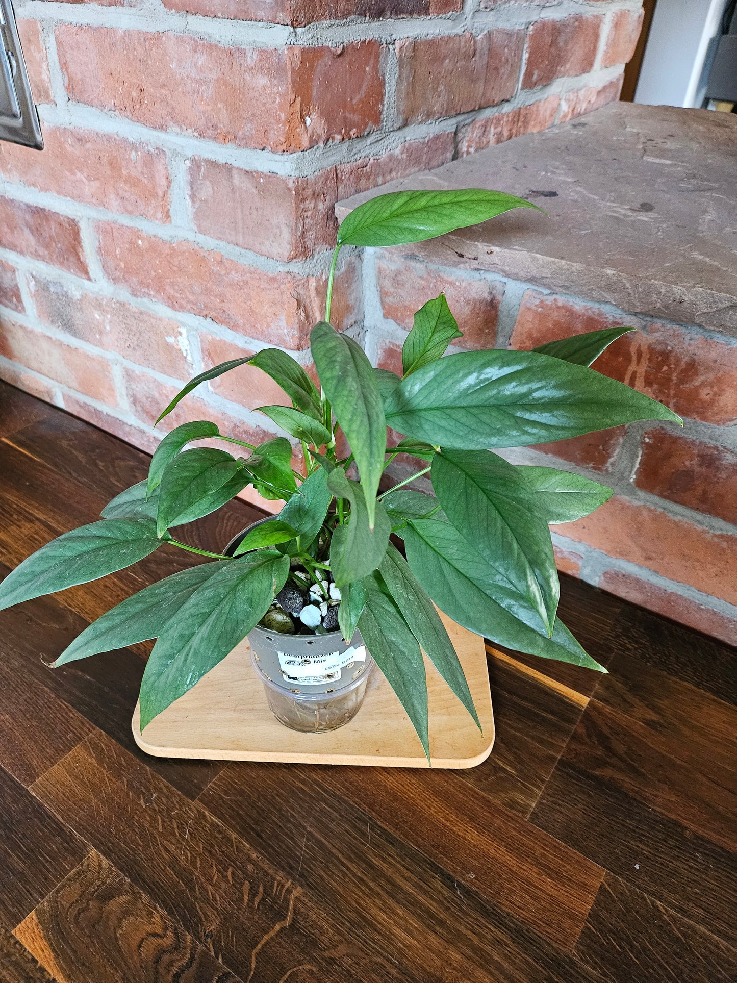 Epipremnum cebu blue Pflanze