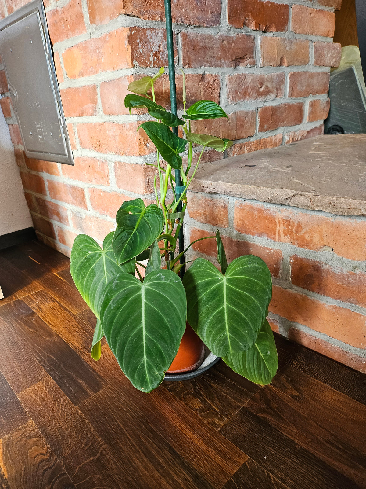 Philodendron Glorious