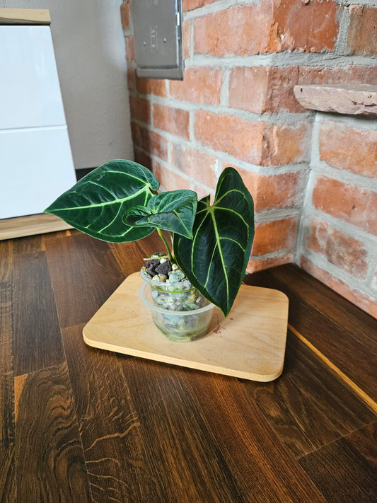 Anthurium Regale Pflanze