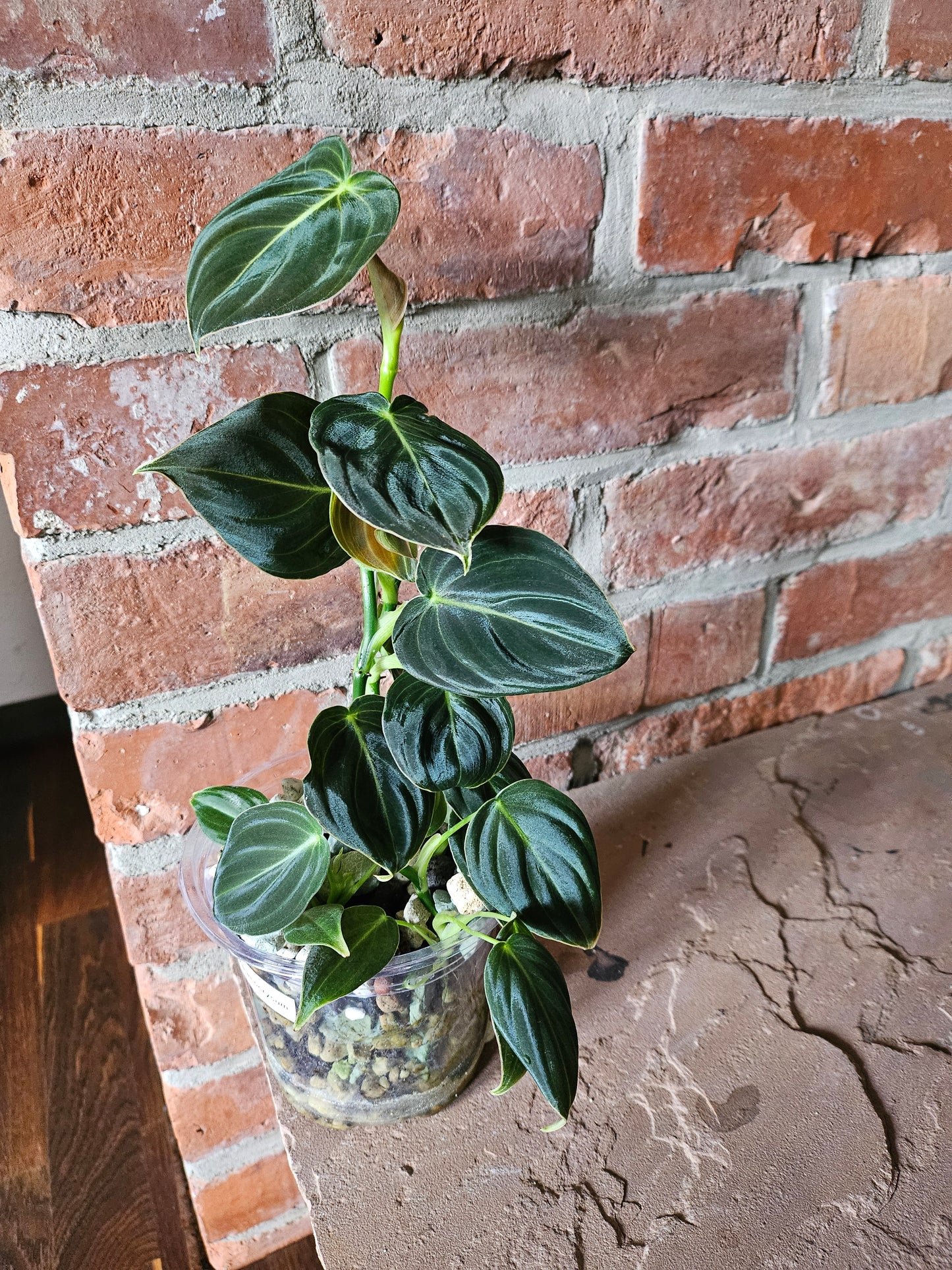 Philodendron Melanocrysum Pflanze