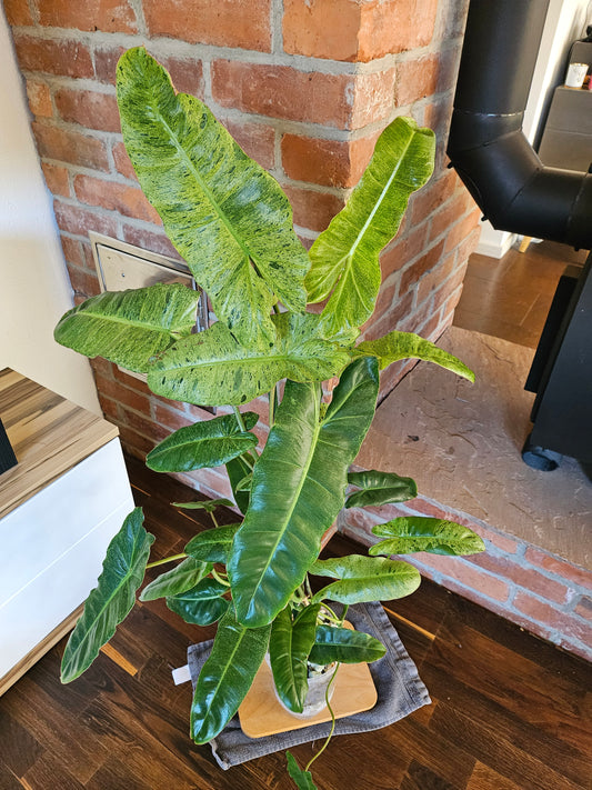 Philodendron paraiso verde Pflanze mit toller Panaschierung