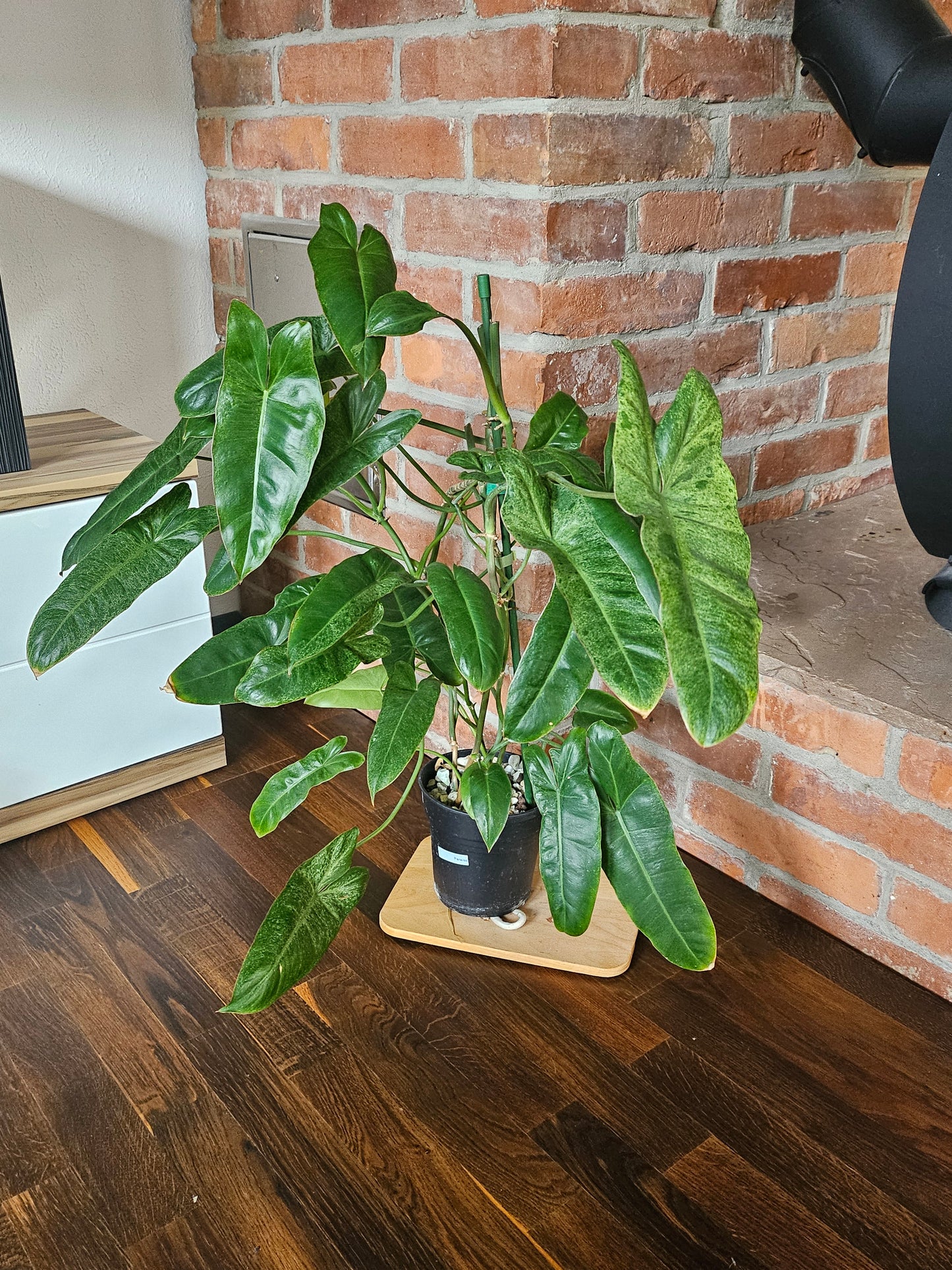 Philodendron paraiso verde große Pflanze