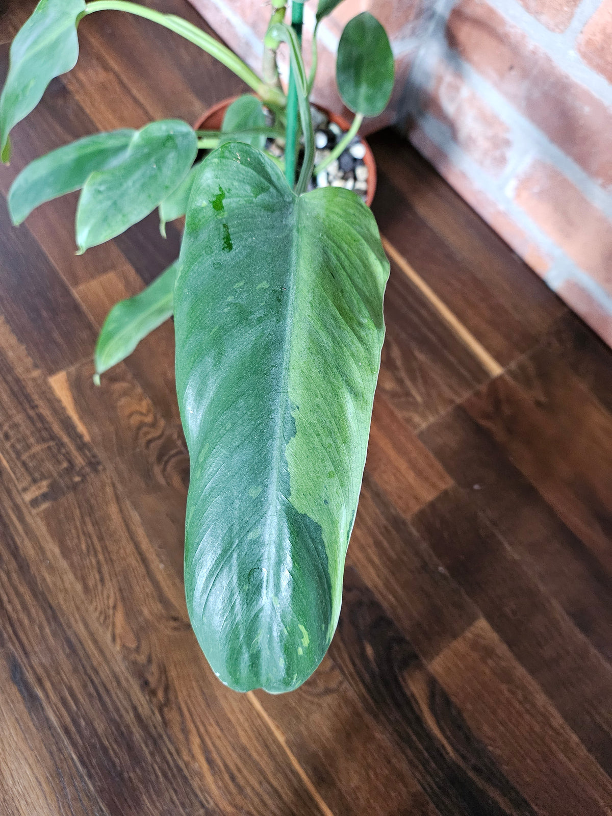 Philodendron Jose Buono ganze Pflanze
