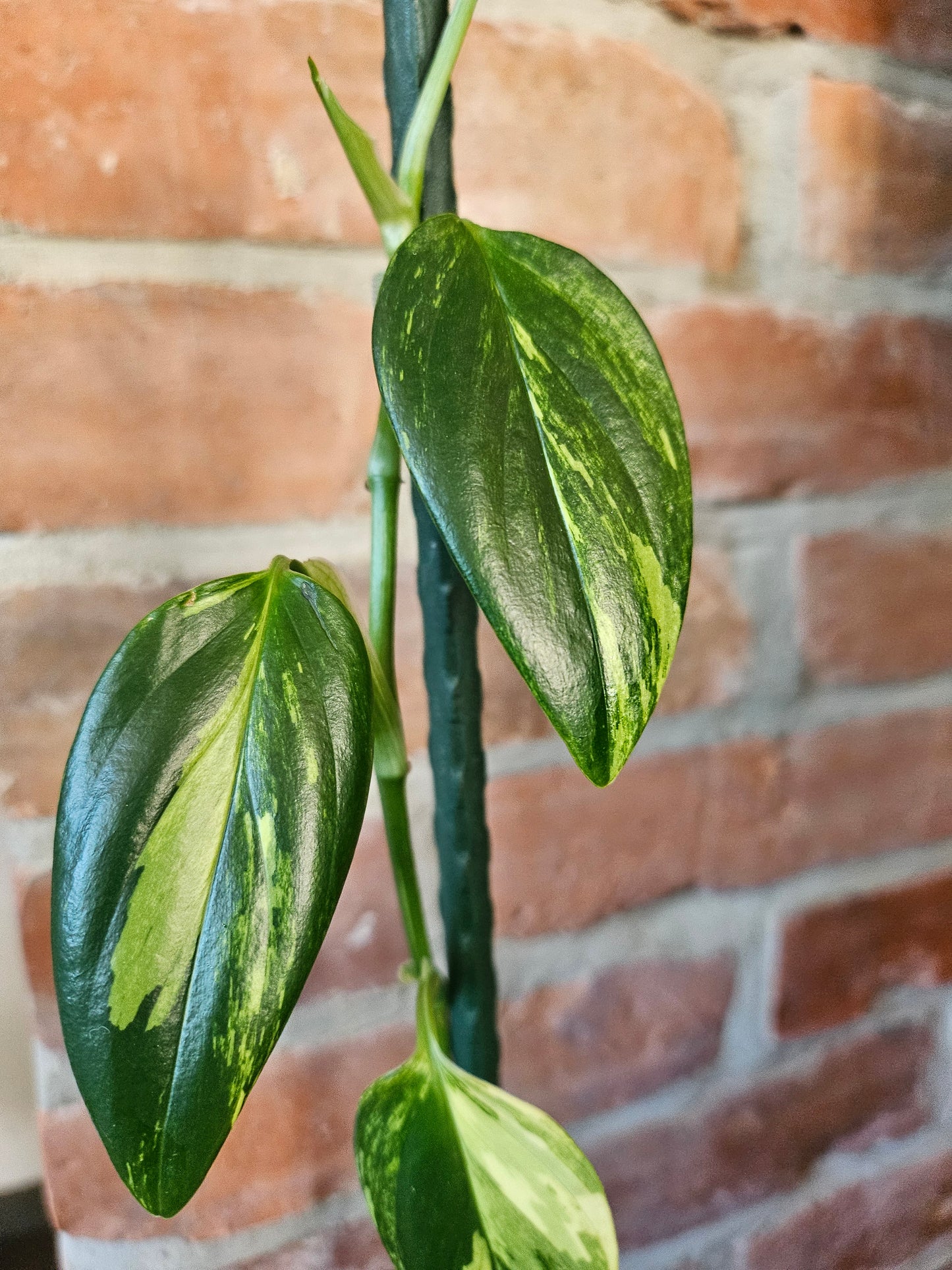 Monstera Standleyana aurea variegata Pflanze mit toller Panaschierung