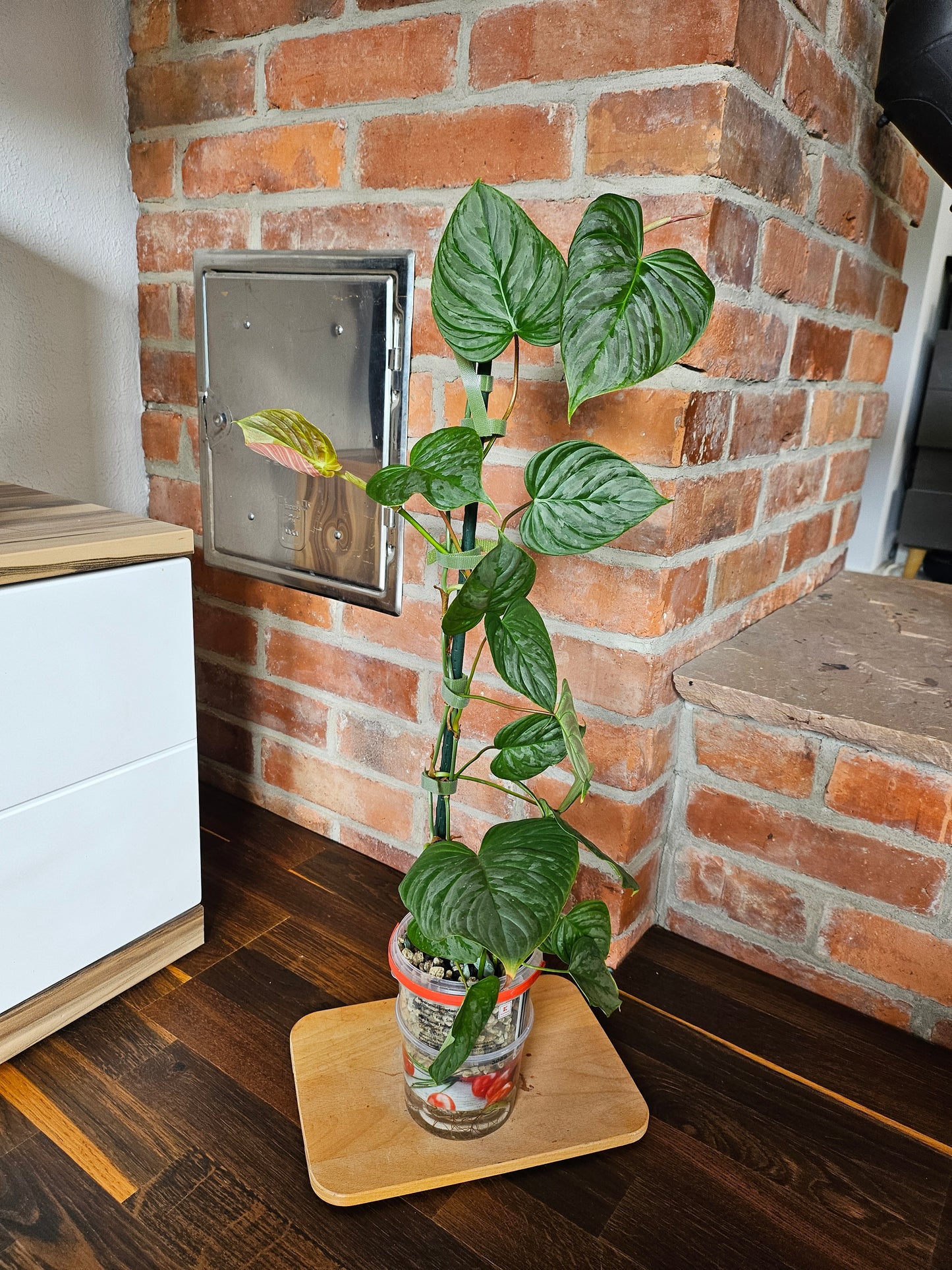 Philodendron Majestic Pflanze