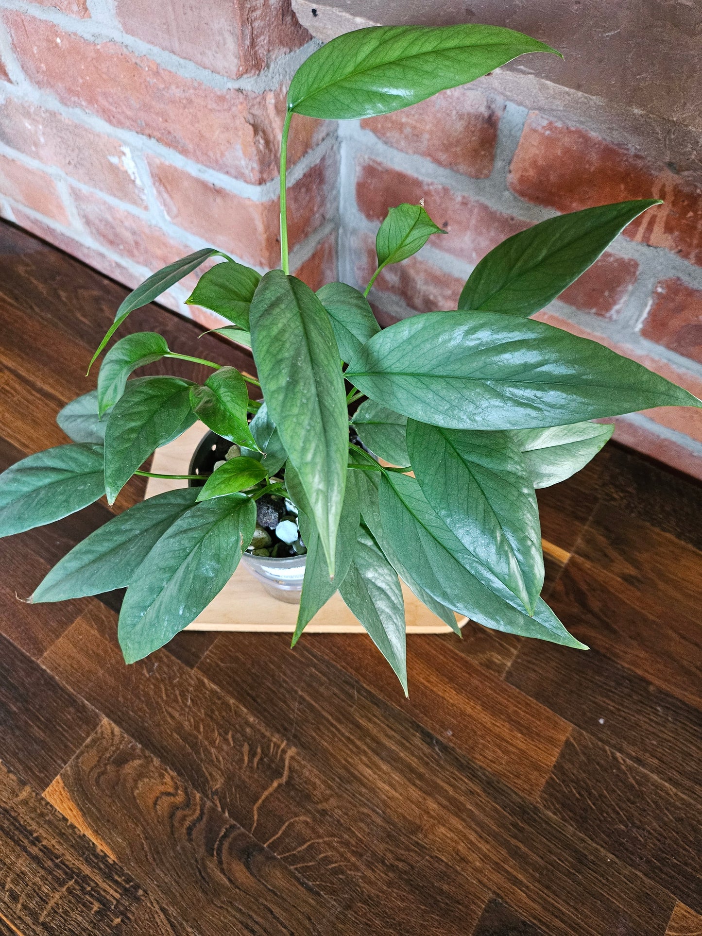 Epipremnum cebu blue Pflanze
