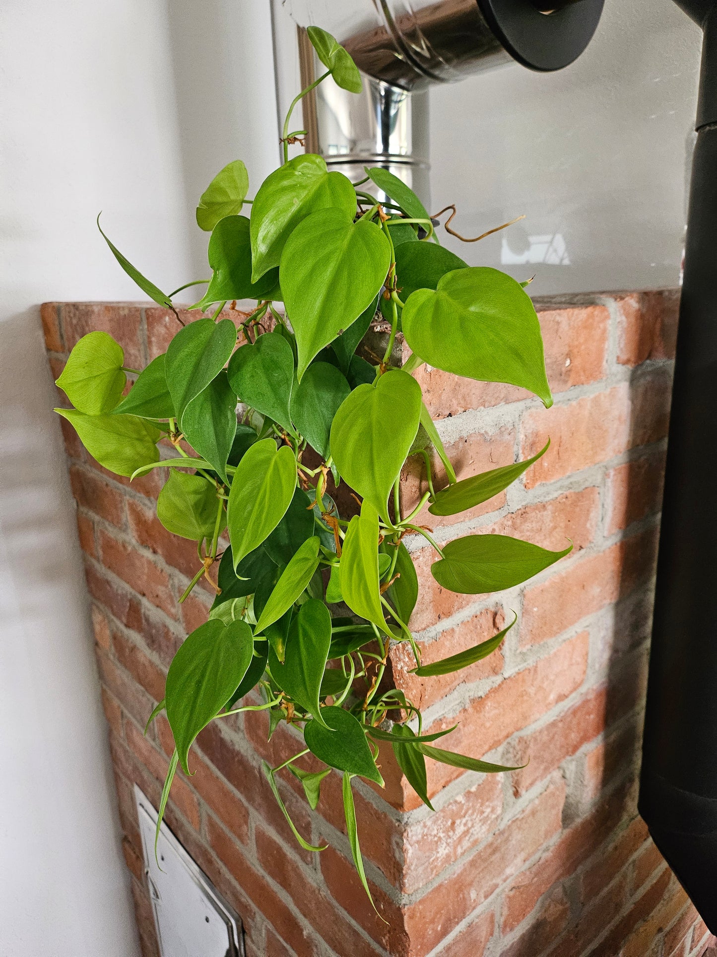 Philodendron hederaceum scandens lemon lime Pflanze