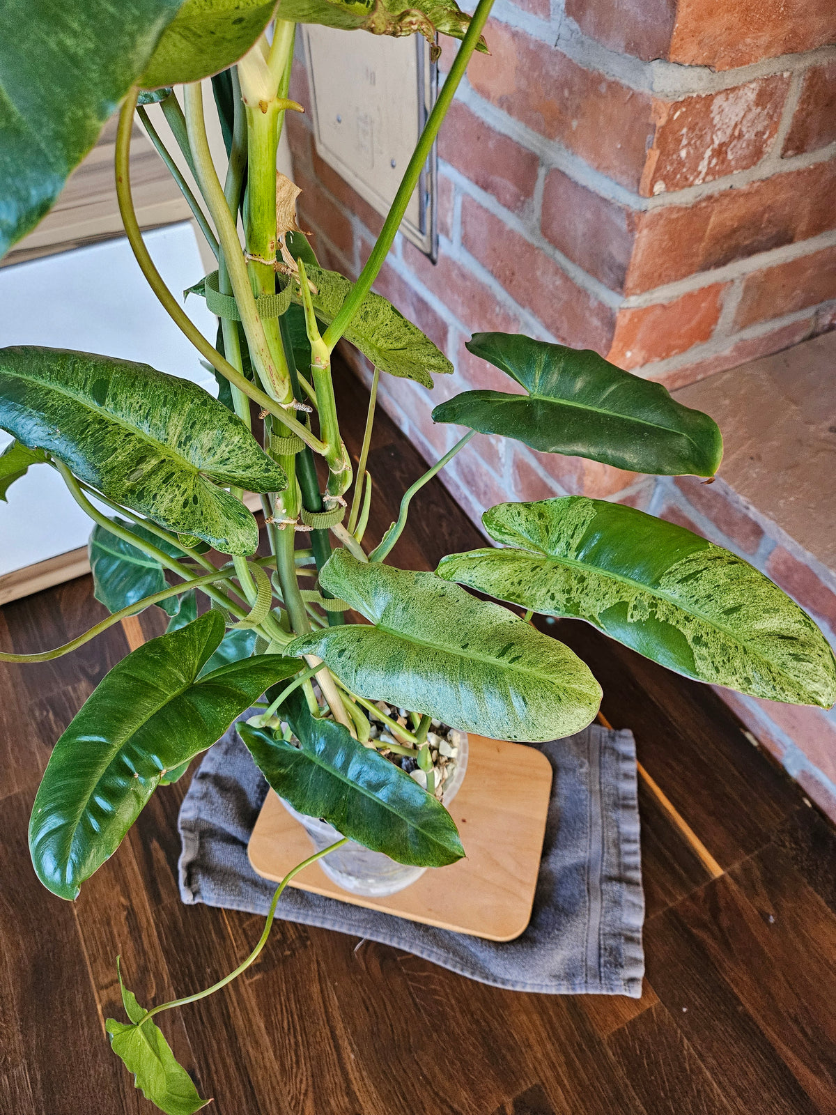 Philodendron paraiso verde Pflanze mit toller Panaschierung