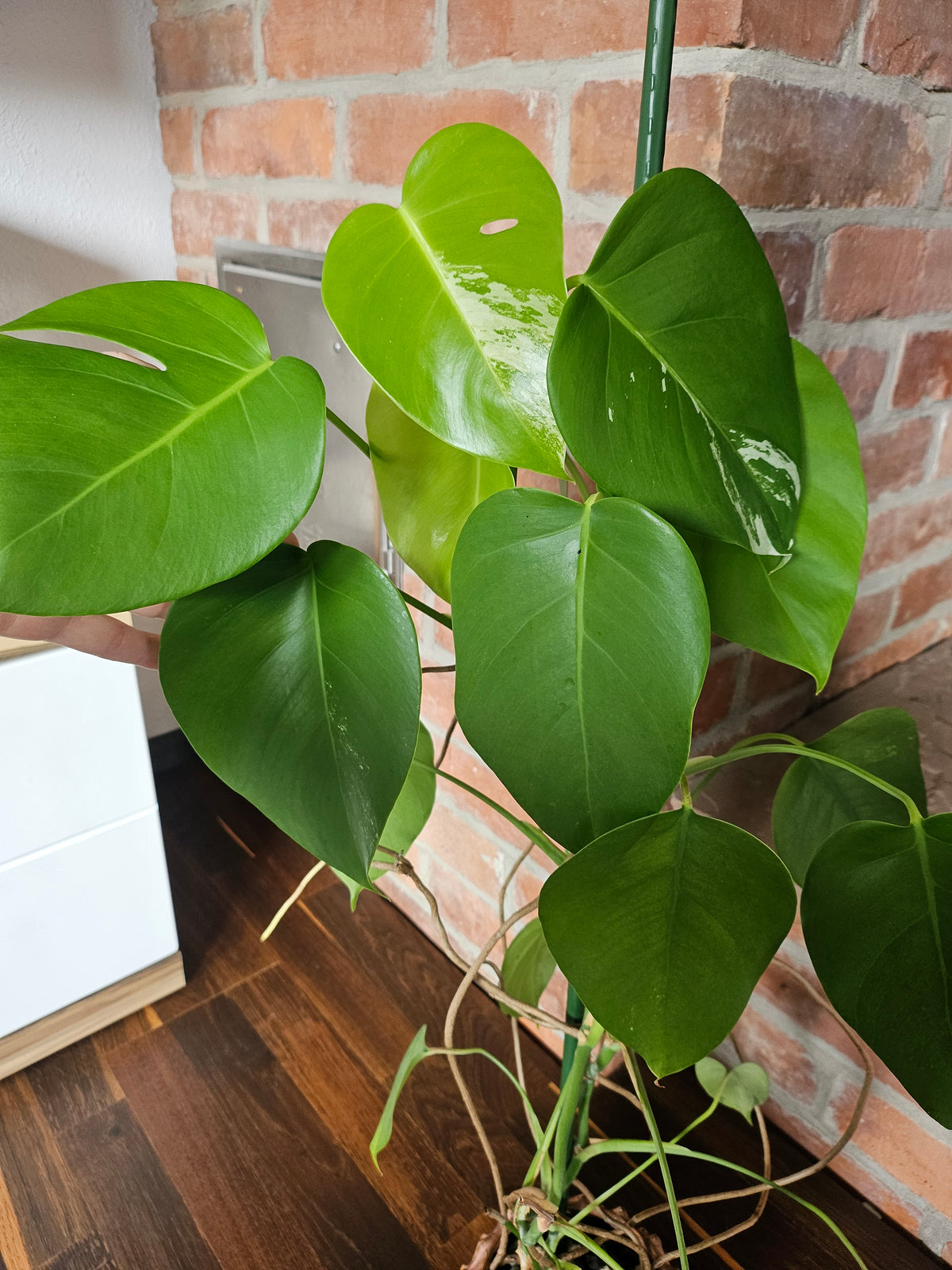 Monstera deliciosa variegata Pflanze
