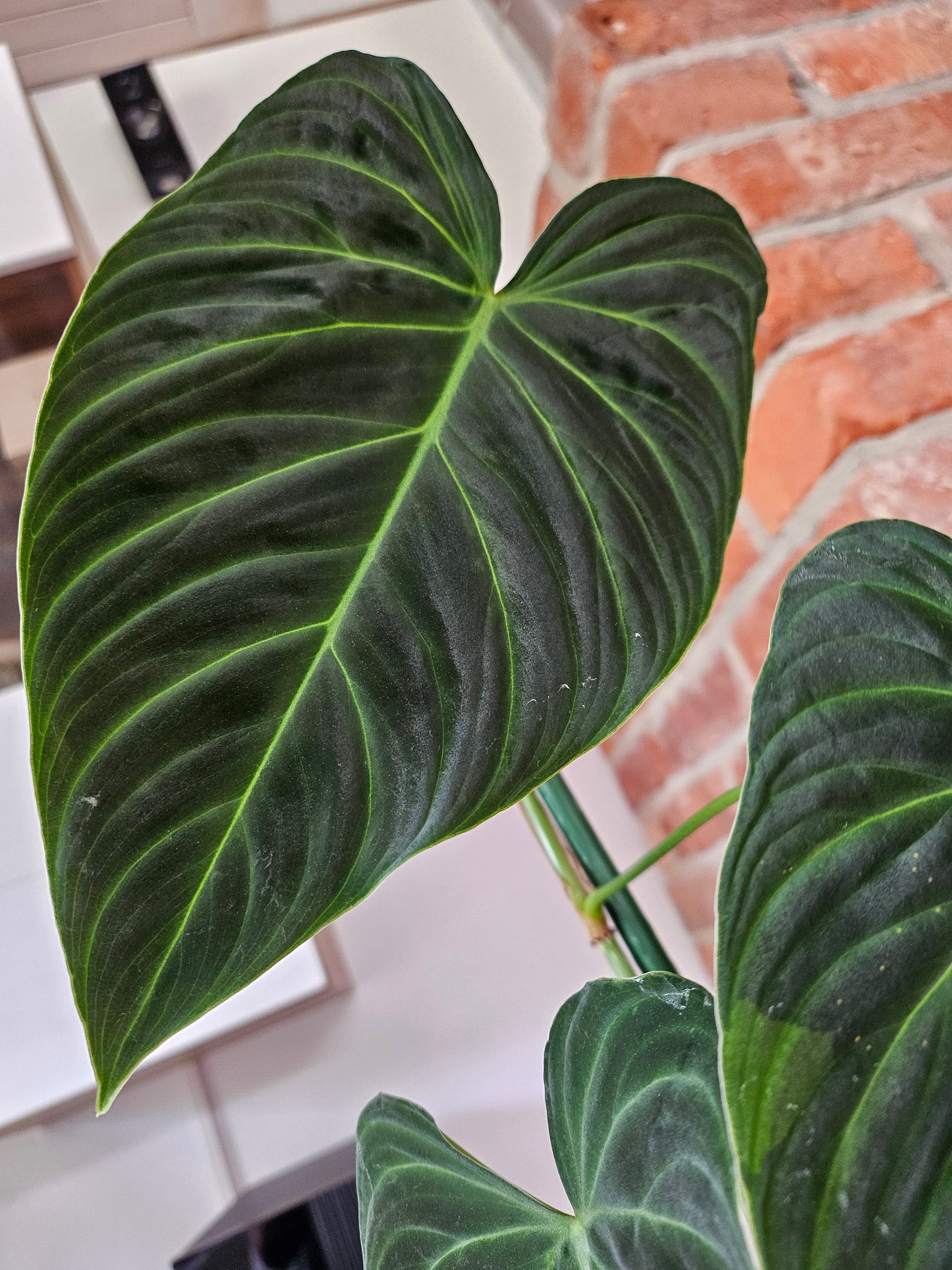 Philodendron Splendid 110cm Pflanze