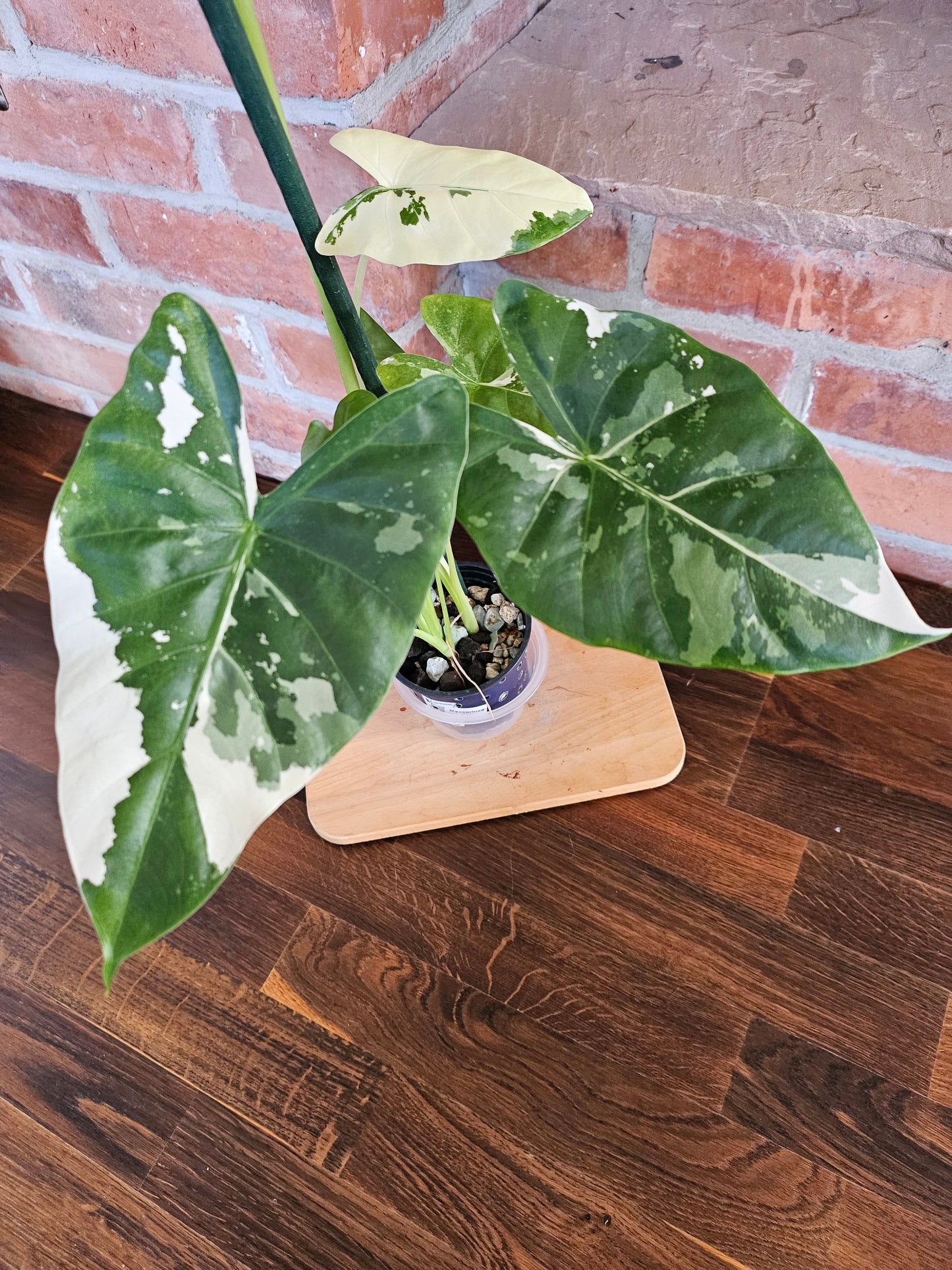 Alocasia Macrorrhiza variegata Pflanze mit toller Panaschierung